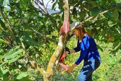 Pick cacao, craft chocolate from scratch, and share stories with a medellin farming family. includes hotel pickup, private guide, and farm lunch.