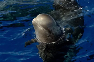 Vivez l’excitation d’une sortie d’observation des baleines à kona avec une équipe experte, à la recherche de cétacés rares et de dauphins. boissons incluses, petits groupes, départs toute 