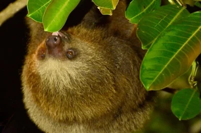Step into monteverde’s cloud forest after dark with night vision goggles, a small group, and a local wildlife expert. includes sweet snack & all equipment.