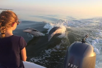Découvrez la baie de chokoloskee en petit groupe lors d’un tour éco dans les everglades. observez dauphins, tortues et lamantins avec un guide local. snacks et balade sur une île inclus.