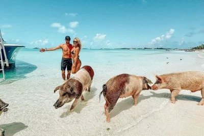 Swim with exuma’s famous pigs, meet nurse sharks at compass cay, and explore a sunken plane wreck on this full-day boat tour from nassau. includes lunch & drinks.