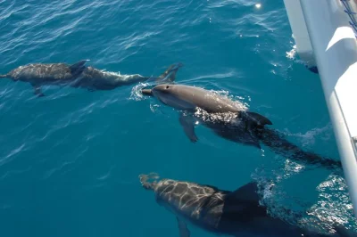 Fraser island und hervey bay: erlebe eine delfin-segeltour mit schwimmen, boom netting und entspanntem morgenkaffee – inklusive abholung.