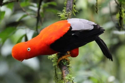 Descubre el bosque nuboso de manu, observa monos y loros, navega por el río madre de dios y comparte historias con un biólogo local. incluye traslado y alojamiento en ecolodge.