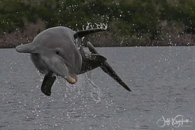 Découvrez la nature sauvage de marco island avec dauphins, oiseaux rares et collecte de coquillages lors d’une balade en bateau de 2h guidée par un master naturalist. Équipement et sacs à coquil