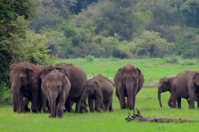 Step into sri lanka’s wild side on a 3-hour udawalawe safari—watch elephants roam, spot rare birds, and ride open jeeps with a local guide. includes pickup.