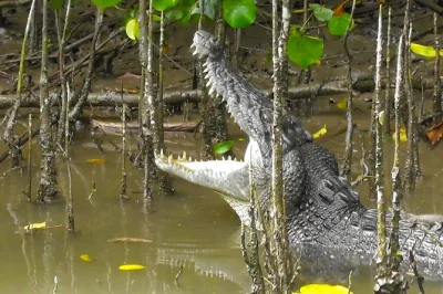 Scopri coccodrilli e uccelli rari con una crociera sul daintree river guidata da locali, passeggiata privata sul molo e tè o caffè daintree incluso.