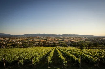 Breathe umbrian air, taste organic wines, and wander olive groves near assisi. includes guided tasting, local snacks, and time to explore the vineyards at your own pace.