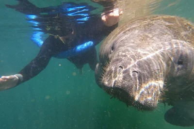 Nagez avec les lamantins à crystal river, floride, lors d’une sortie en petit groupe. plongez près de ces doux géants, profitez d’un bateau chauffé et découvrez des histoires locales, tout le