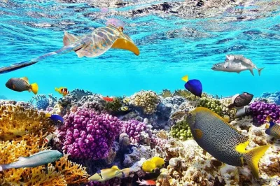 Découvrez les fonds colorés de la mer rouge lors d’une journée snorkeling à l’île de tiran depuis sharm el sheikh, avec transfert, guide local, déjeuner et tout le matériel inclus.