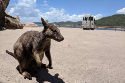 Step onto magnetic island for a laid-back day tour with a local guide, wallaby encounters, historic stops, and lunch at horseshoe bay. includes pickup & morning tea.