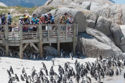 Siente el viento salvaje del atlántico en cape point, descubre los pingüinos en boulders beach y recorre chapman’s peak con recogida en hotel—la costa de ciudad del cabo en un solo día.