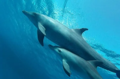 Explore o mar vermelho em um iate saindo de hurghada—mergulhe nos recifes de corais, relaxe com massagem, aproveite esportes aquáticos e saboreie um almoço com churrasco de frutos do mar. equipame