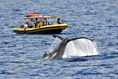 See humpback whales up close on a 2-hour maui raft tour. small group, marine naturalist guide, hydrophone to hear whale songs. book your lahaina trip now!