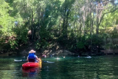 Kayak sul fiume wekiva vicino orlando, avvista alligatori e lamantini, gusta un pranzo sul fiume e pagaia 7 miglia con guida locale. include acqua in bottiglia e picnic.