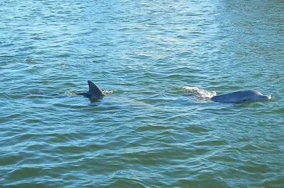 Disfruta un paseo en barco de dos horas por banana river, observa delfines y manatíes en indian river lagoon y recorre merritt island con guía local. accesible para sillas de ruedas.