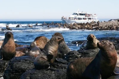 Scopri da vicino le foche australiane a phillip island con una crociera, commento dal vivo, snack e tè inclusi—ideale per famiglie e amanti della natura.