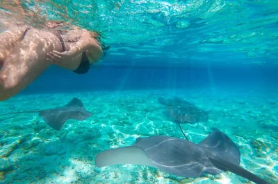 Hear the first birds at padar, hike to sunrise views, meet komodo dragons with local rangers, and snorkel pink beach—all with hotel pickup and lunch included.