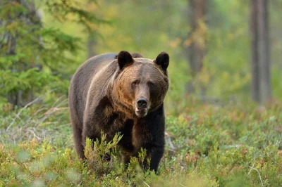 Feel the hush of dusk in transylvania’s forests on a brasov brown bear watching trip. small group, ranger-led, with pickup and a real chance to spot wild bears.