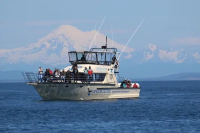 Victoria, croisière pour observer orques et baleines à bosse avec guides experts, boissons chaudes incluses et pack photo. découvrez la faune marine en direct.