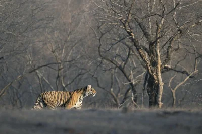 Hear the forest wake up on a ranthambore tiger safari, spot bengal tigers with a local guide, and enjoy easy hotel pickup in sawai madhopur.
