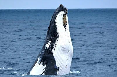 Disfruta del avistamiento de ballenas jorobadas cerca de perth con guías expertos. comentarios en vivo, fotos gratis de la fauna y ambiente ideal para toda la familia.