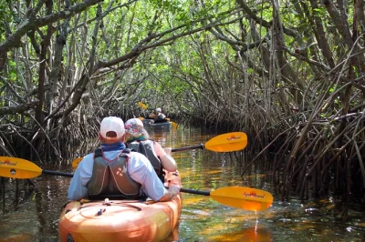 Découvrez les mangroves des everglades, observez les lamantins sauvages et pagayez avec un guide expert. tour en petit groupe avec navette incluse.