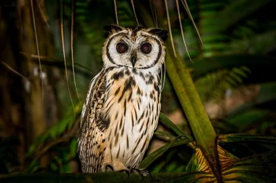 Découvrez manuel antonio la nuit : balade en bateau dans les mangroves, observation des animaux nocturnes et dîner local inclus avec prise en charge.
