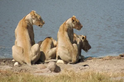 Experience a full day safari in hluhluwe imfolozi game reserve. spot big 5, enjoy breakfast & lunch in the wild. book your richards bay game drive now.