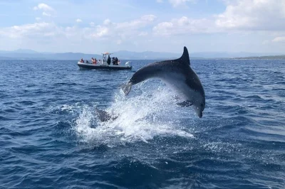Observez les dauphins sauvages près de l’île figarolo en sardaigne, plongez en snorkeling dans des eaux cristallines, et profitez de snacks et boissons à bord. matériel et guide local inclus.