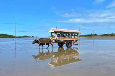 Feel the quiet of iriomote’s mangroves by sup or canoe, explore yubu island, and enjoy a relaxed lunch. includes pickup, gear, and free tour photos.