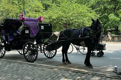Découvrez central park en calèche pendant 45 minutes, avec pauses photos, anecdotes de votre guide et vues emblématiques comme la fontaine bethesda. accessible aux fauteuils roulants.