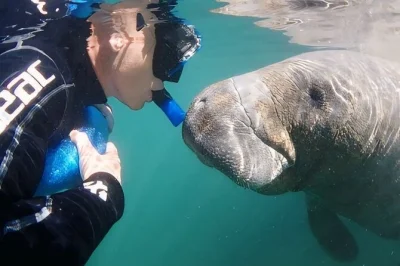 Swim with manatees in crystal river, florida on a semi-private heated boat tour. includes wetsuits, hot drinks, and free photos. book for small groups.