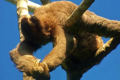 Découvrez manuel antonio avec un guide local, observez singes et paresseux de près, capturez la faune en photo, puis détendez-vous sur les plages du parc. télescope hd et temps libre à la plage i