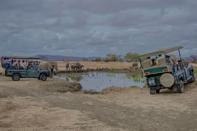 Feel the wild heart of mikumi on a fly-in safari from zanzibar. spot elephants, lions, and hippos with a local guide, hot bush lunch included. fast return.
