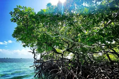 Feel the breeze on a guadeloupe boat tour—explore salt river mangroves, snorkel a wreck, relax on sandy islets, and share floating aperitifs. includes snacks & drinks.
