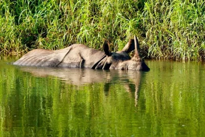 Vive el parque nacional chitwan en un tour de safari de lujo de 2 noches. safari en jeep, pueblo tharu, atardeceres junto al río y todas las comidas incluidas desde katmandú o pokhara.