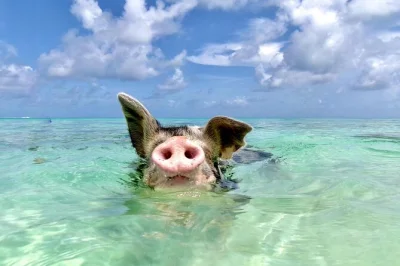 Swim with pigs on rose island near nassau, relax at a private beach club, and enjoy a bahamian lunch. includes boat ride, pickup option, and snorkeling gear.