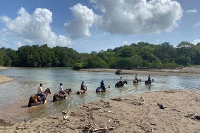 Vivi il ritmo della costa rica a cavallo da samara: attraversa sentieri nella giungla, avvista scimmie, rilassati sulla spiaggia di buena vista e goditi il pickup in hotel più una pausa con frutta fr