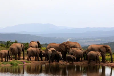 Feel the thrill of a full day addo elephant safari, spot wildlife with a guide, enjoy a south african braai lunch, and relax with hotel pickup included.