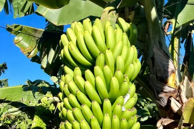 Erlebe in teneriffas el rincón eine geführte tour durch eine ökologische bananenplantage, koste frische bananen und hausgemachten likör, triff den besitzer und genieße traumhafte küstenblicke. s