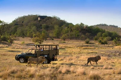Feel the wild side of pilanesberg with open vehicle game drives, a light lunch inside the reserve, and easy pickup at bakubung gate or sun city. book your day trip now.