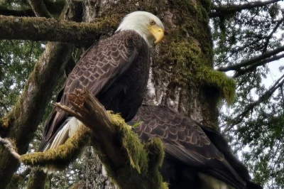 Watch black bears at herring cove, stand by roaring rainbow falls, and explore tide pools near ketchikan—all with a local woman guide and included snacks.