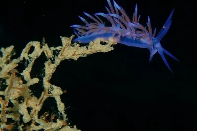 Scopri le emozioni del primo tuffo subacqueo a agia anna, naxos. tutta l’attrezzatura inclusa, briefing di sicurezza e un istruttore locale paziente—porta solo costume e curiosità.