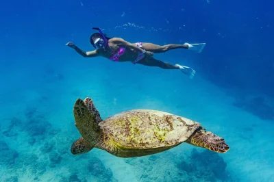 Nade com tartarugas marinhas no turtle canyon em waikiki, faça um passeio de catamarã e aproveite chá verde ou cacau com guias locais. equipamento de snorkel e bebidas incluídos.