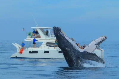 Vivi l’emozione di avvistare balene a cabo san lucas su un catamarano di lusso, ascoltando i loro canti dal vivo grazie all’idrofono, con snack, bevande e trasferimento dall’hotel inclusi.