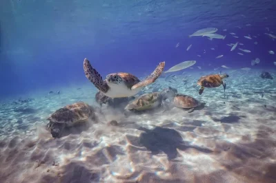 Feel the cool air in hato caves, snorkel with turtles, and unwind at playa kalki on curacao’s west coast. includes pickup, entry fees, and local guide.
