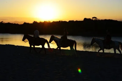Sinta a brisa da tarde em um passeio a cavalo em punta cana, veja o pôr do sol na praia de macao, prove mamajuana local e aproveite o transporte fácil do hotel para uma aventura tranquila.