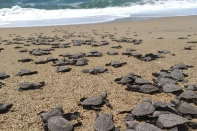 Watch baby sea turtles make their first dash to the ocean on juluchuca beach near ixtapa & zihuatanejo, with hotel pickup and a local guide. includes coconut macaroon tasting.