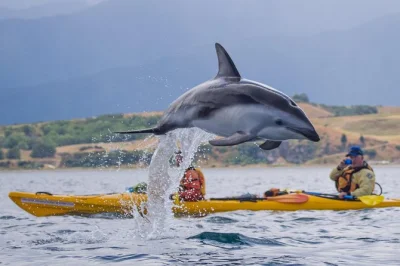 Curious about paddling alongside fur seals in kaikoura? join a wildlife sea kayaking tour with marine mammal permit, local guides, and all gear included.