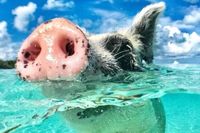 Swim with pigs, snorkel coral reefs, and meet turtles on a lively bahamas day trip. includes lunch, drinks, and beach time with pickup options nearby.